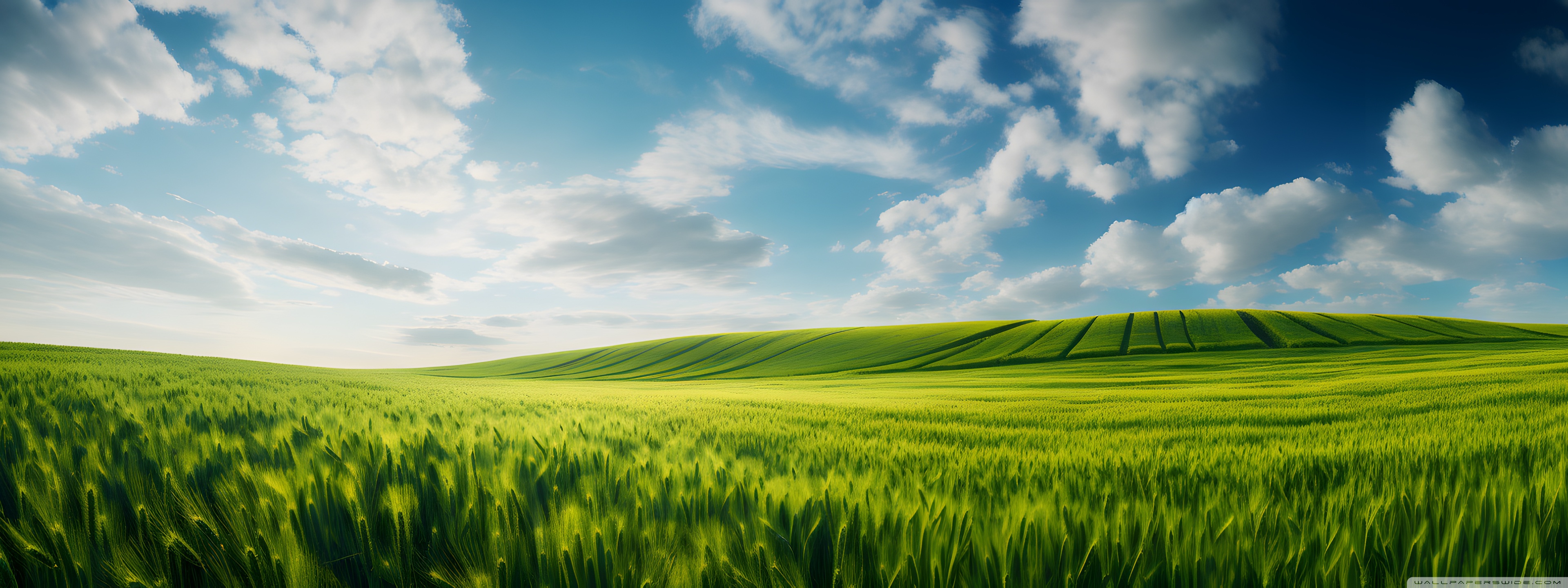 Open green field under a blue sky